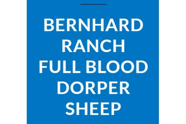 Bernhard Ranch Full Blood Dorper Sheep