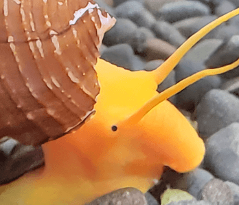 Aquatek Tropical Fish