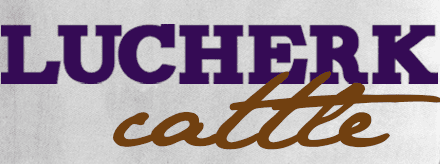 Lucherk Cattle