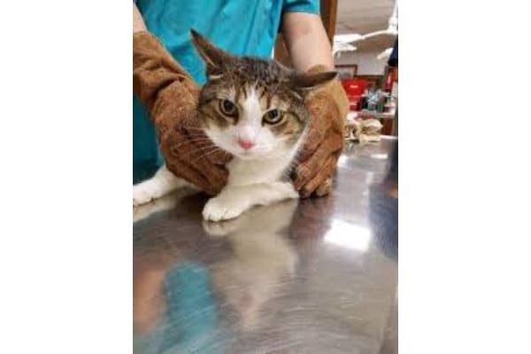 El Paso Veterinary Hospital