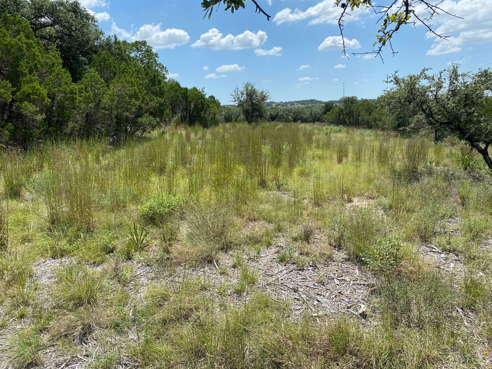 Native grasses growing back across cleared Hill Country land, with scattered trees under a blue sky