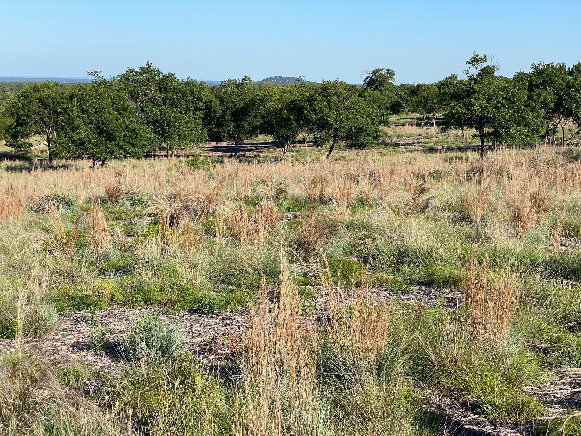 Open pasture of tall native grass with scattered trees on cleared Central Texas ground