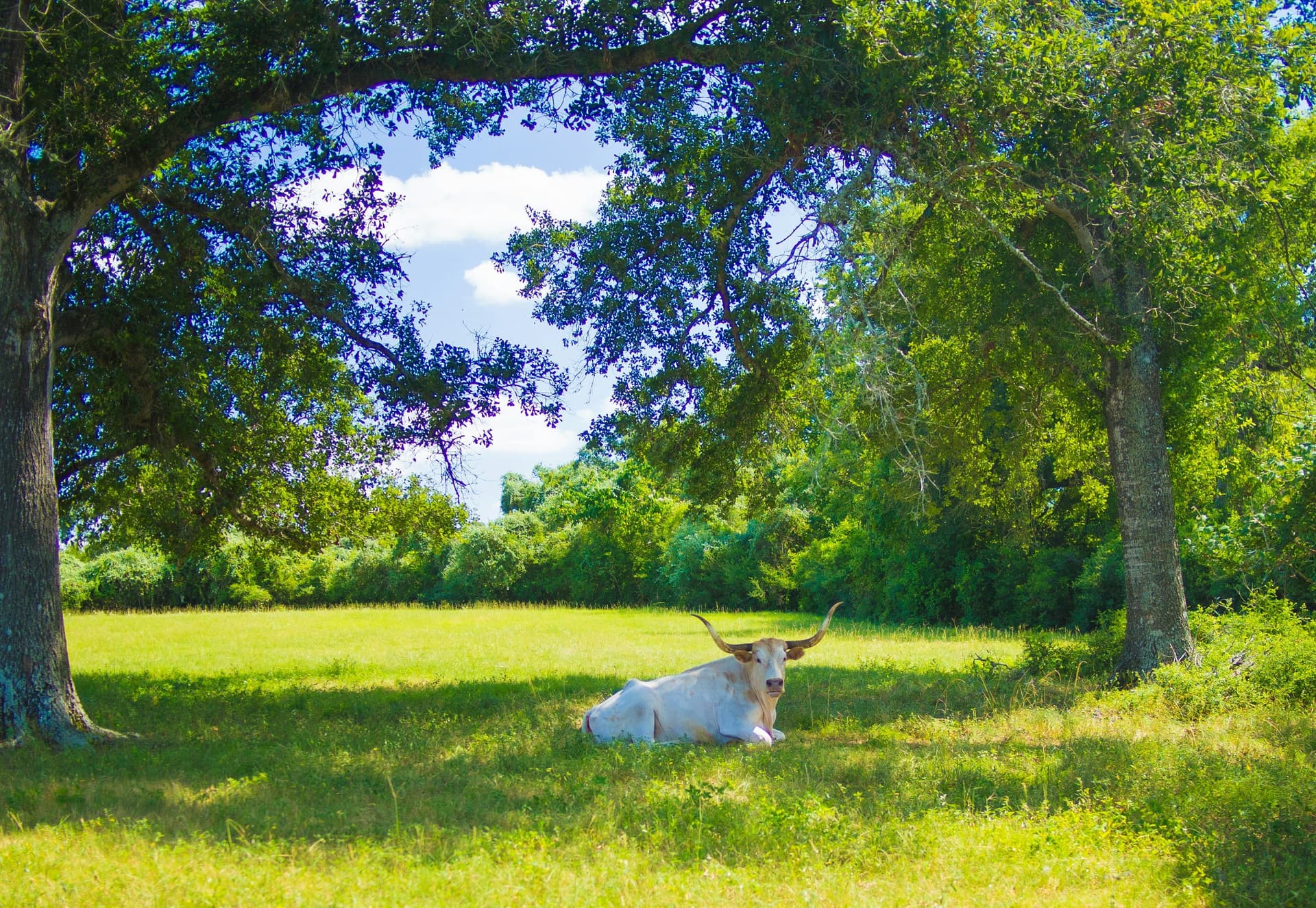 Heat Stress on Cattle: What August Costs