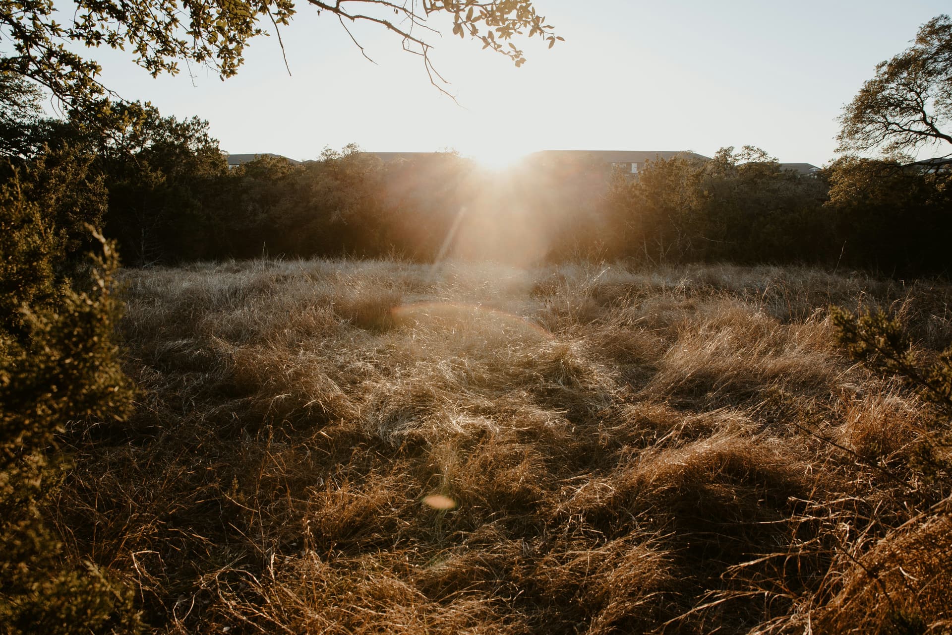 Golden sunset over managed brush country pasture in South Texas