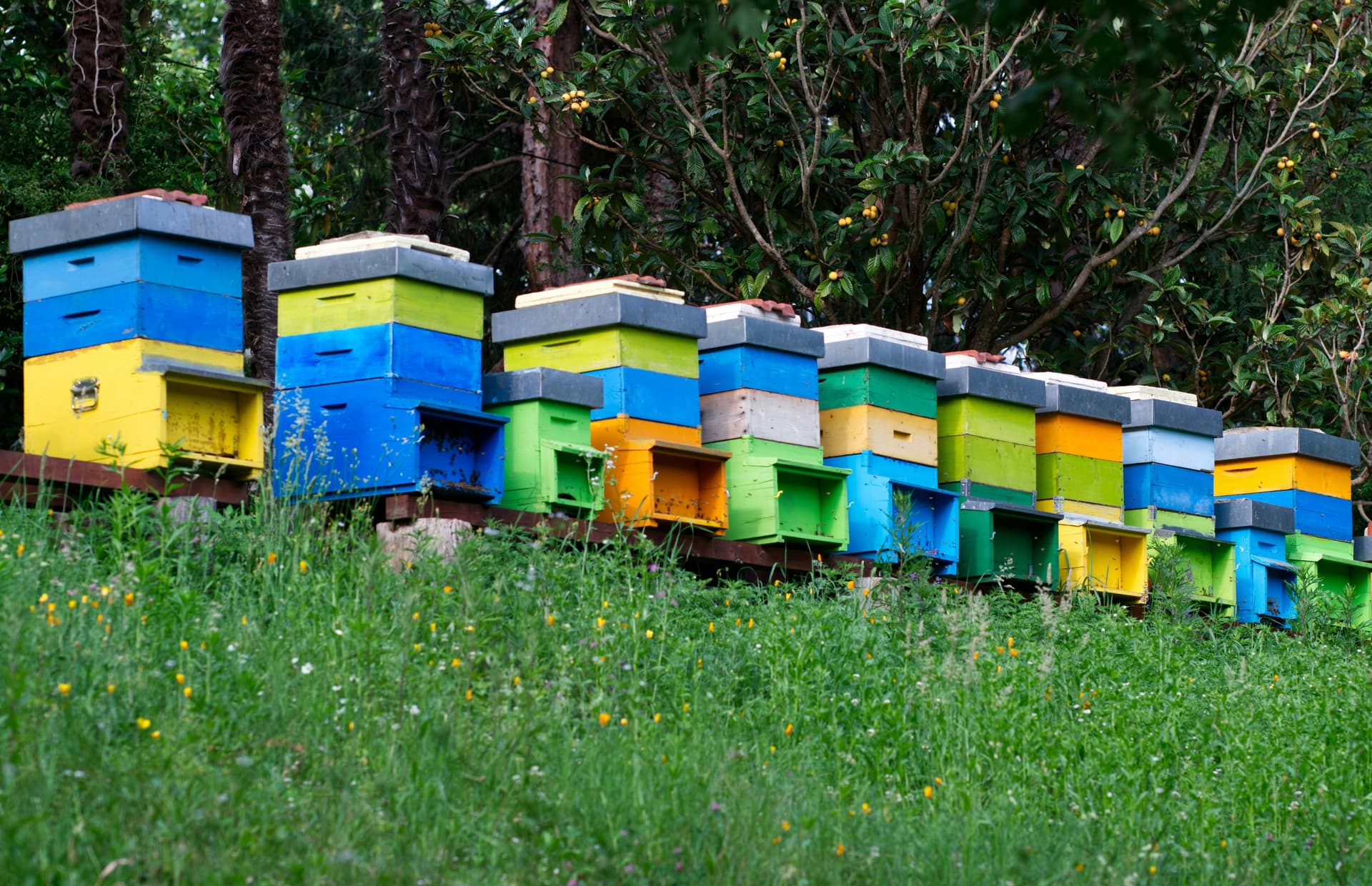 Beekeeping and the Ag Exemption