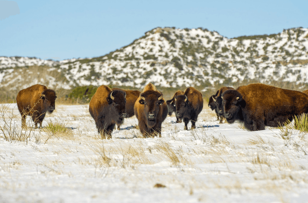 The Ranch That Started the Panhandle