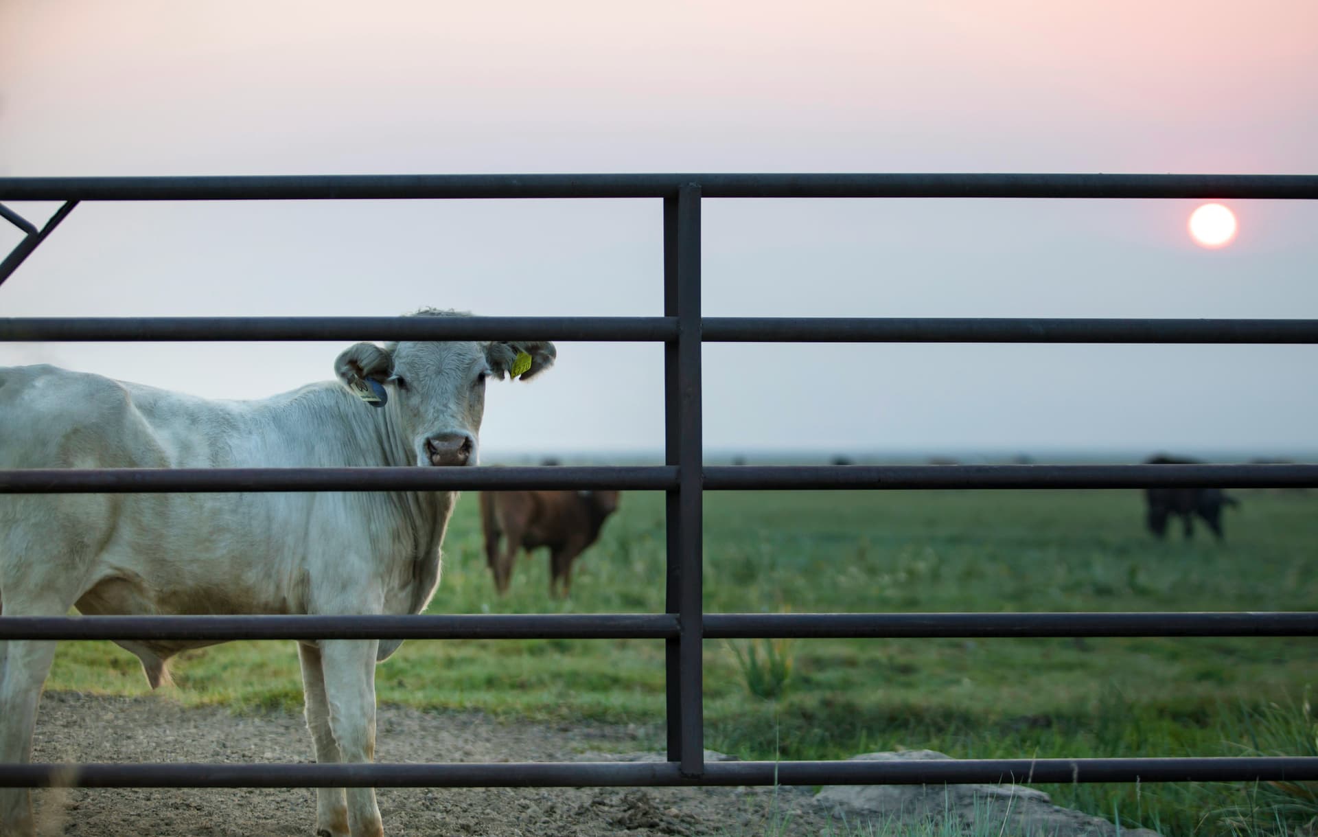 Fall Cattle Work: The September Calendar