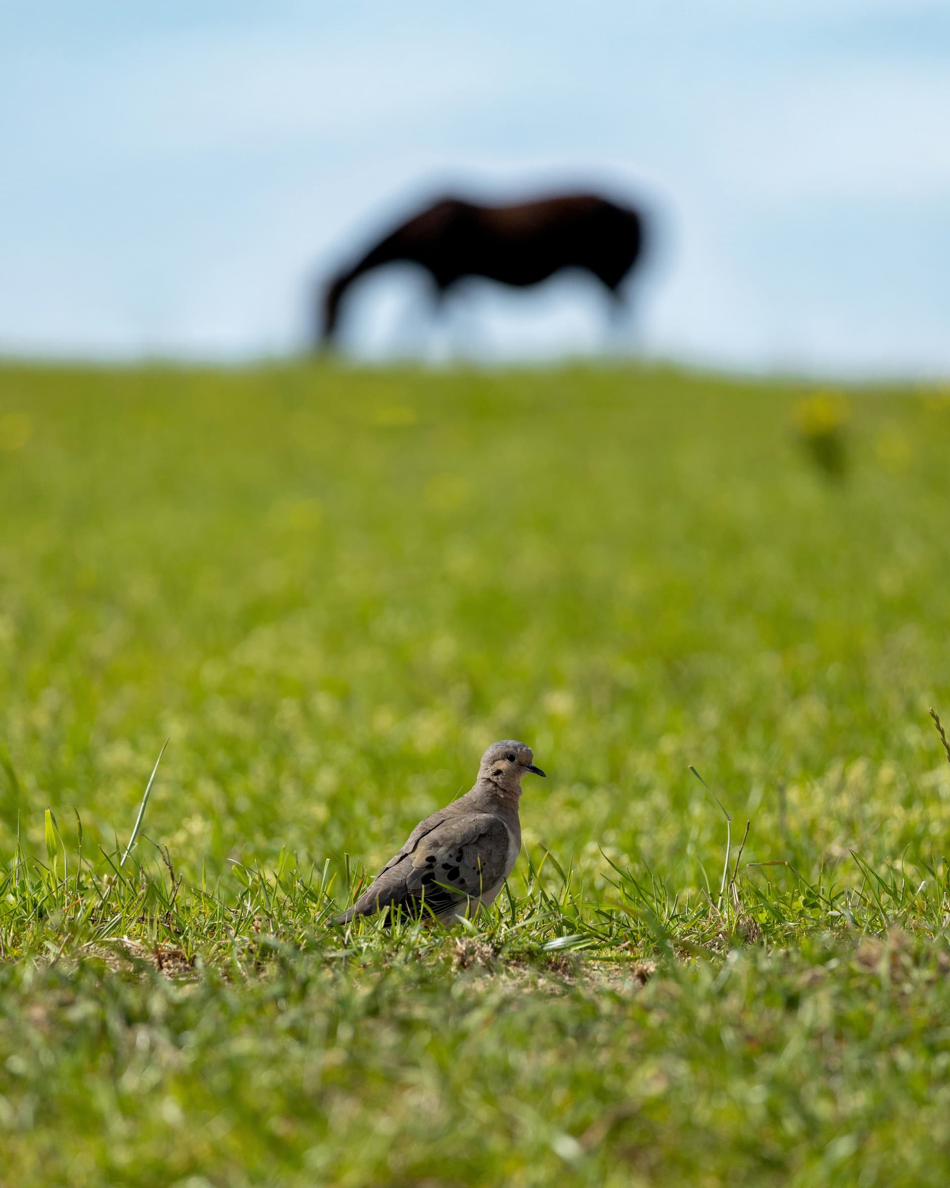 Dove Leases: What Opening Weekend Means for Landowners