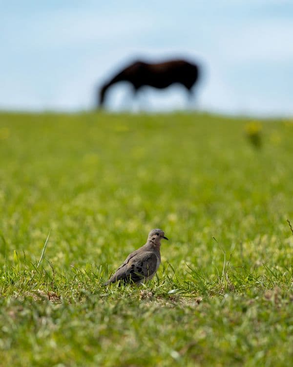 Dove Leases: What Opening Weekend Means for Landowners