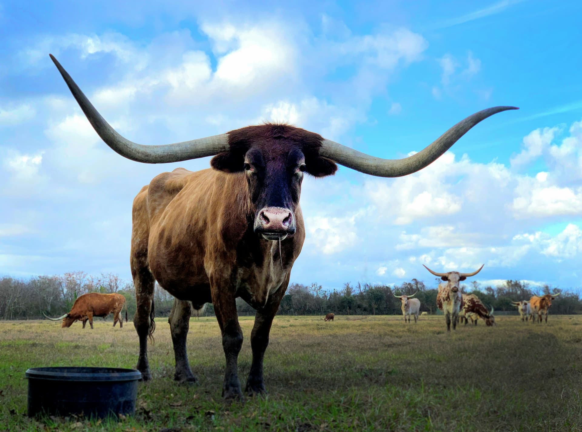 Texas Longhorn cattle grazing on South Texas brush country land