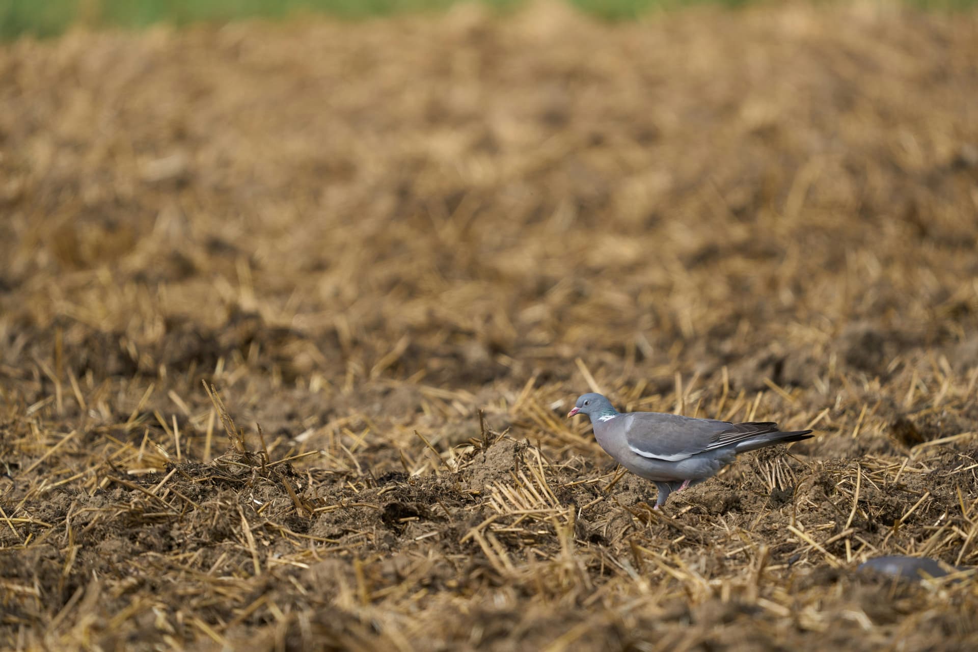 Dove Season Prep: What August Determines